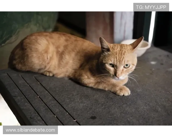 喵星人:不止是萌宠,更是生活艺术家